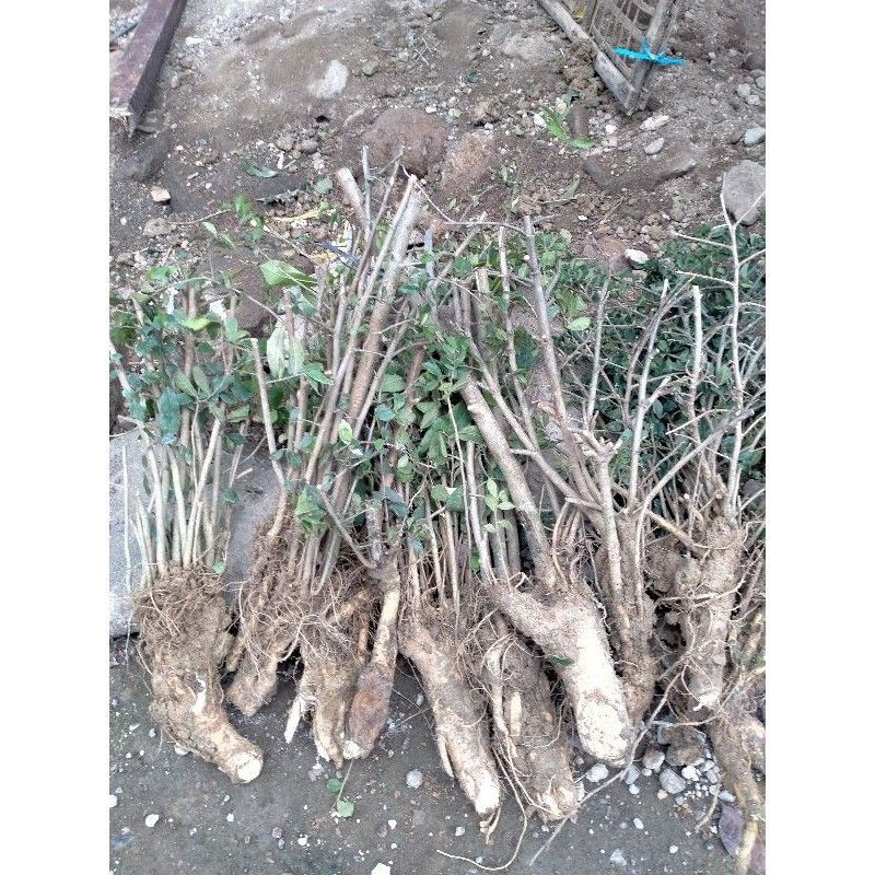 bonggol dongkelan bonsai serut