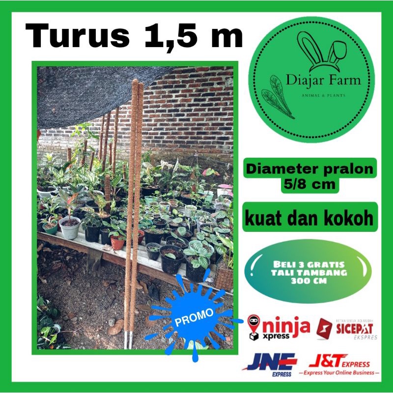 TURUS TANAMAN 150 CM | AJIR TANAMAN RAMBAT | TURUS PENYANGGA TANAMAN HIAS RAMBAT