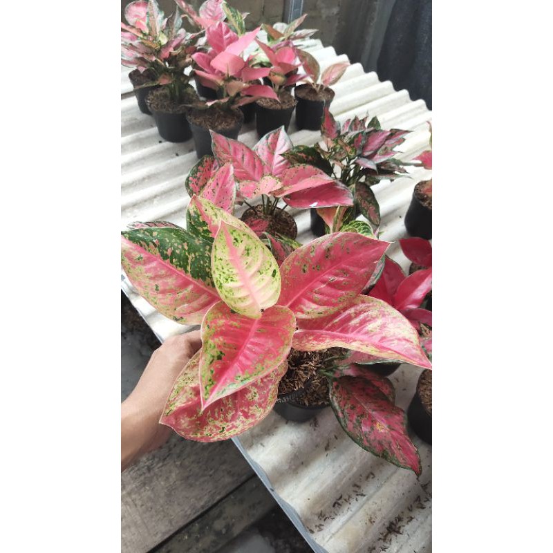 Aglaonema Mahasety