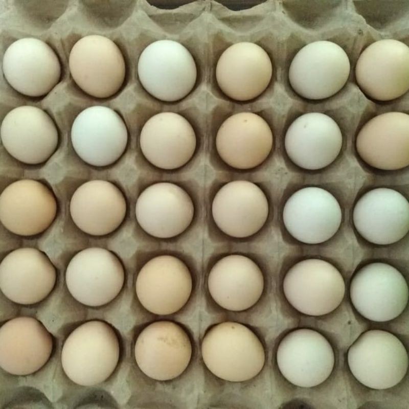 

telor ayam kampung asli