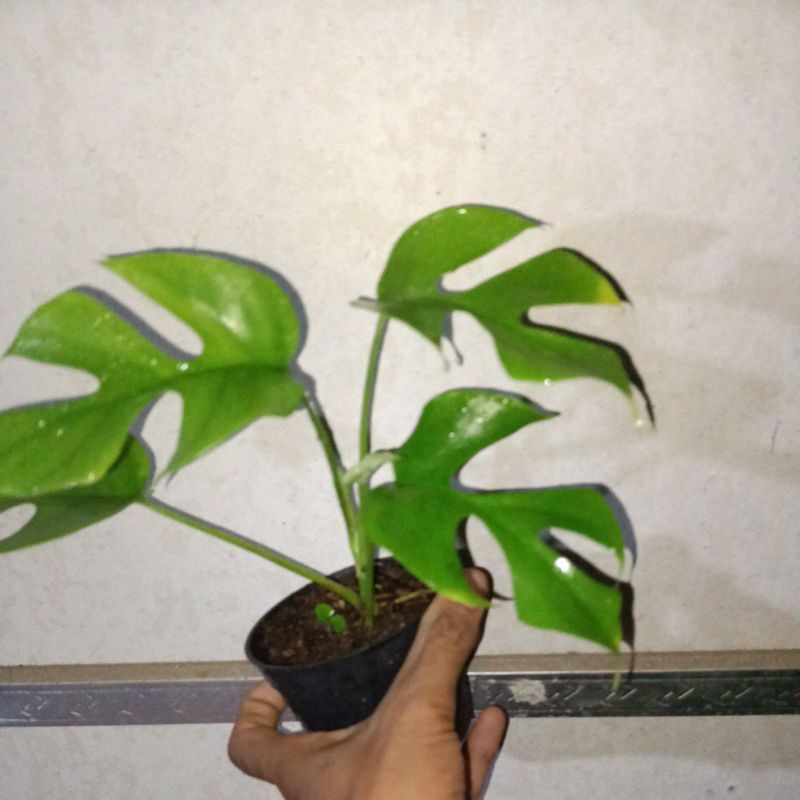 monstera tetrasperma 4.5 daun