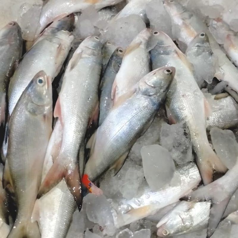 

ikan Kuro segar 500grm