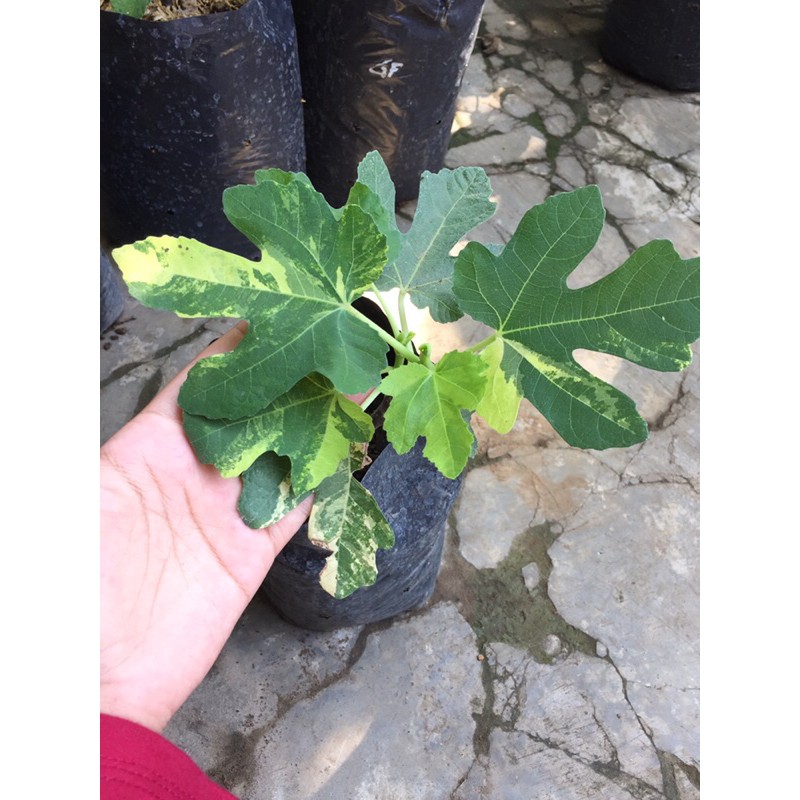 1Polibag + 2 FC JTV Usa (Pohon tin)