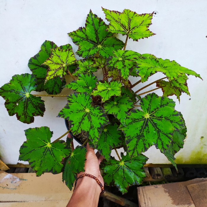 tanaman hias begonia bintang dewasa - begonia bintang - indukan