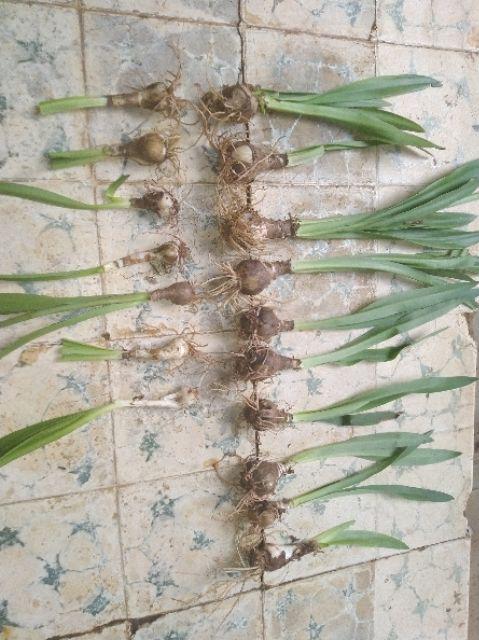 Umbi Amarilis. Umbi Bawang Brojol. Bawang Bawangan Warna Orange