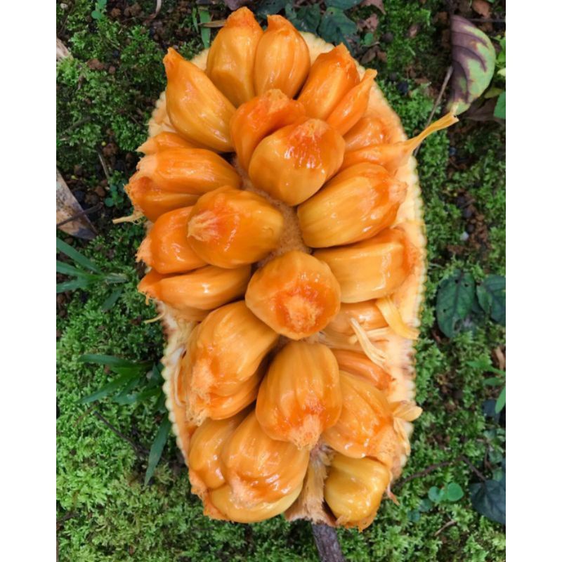Bibit buah cempedak [Berkualitas Unggul]