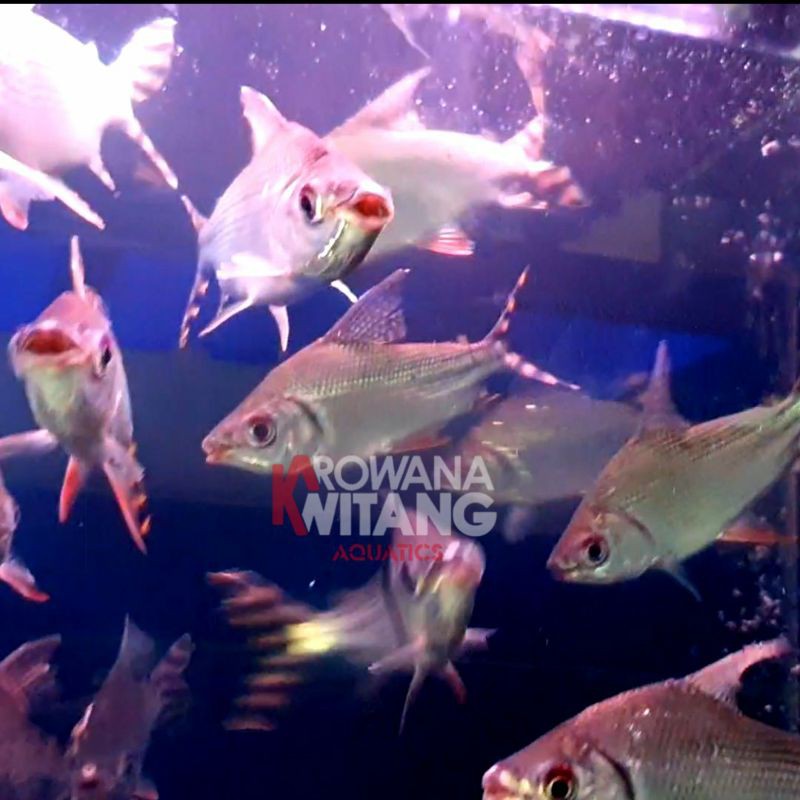 Yellow Feifeng / Ikan Yellow Feifeng American Flagtail 16cm / Ikan YFF / YellowFeifeng