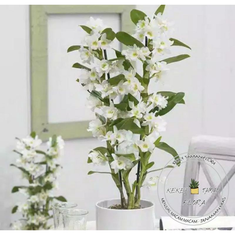Seedling Anggrek Dendrobium Nobile White - Tanaman Hias Anggrek Dendrobium Nobile White