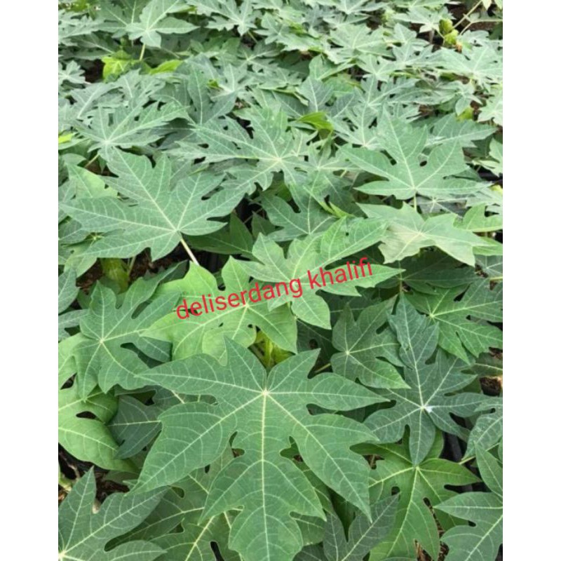 

DAUN PEPAYA JEPANG/DAUN GEDI MUDA 25LEMBAR 1 IKAT