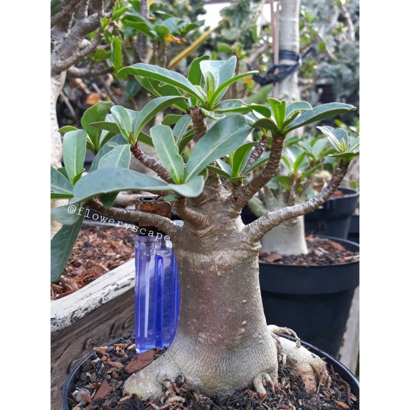 Adenium godji