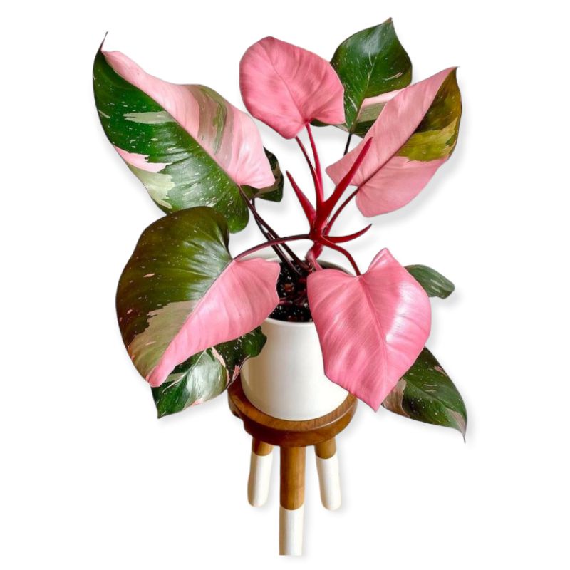 Philodendron Pink Princess / Tanaman Hias Philo Congo Philodendron ekonomis