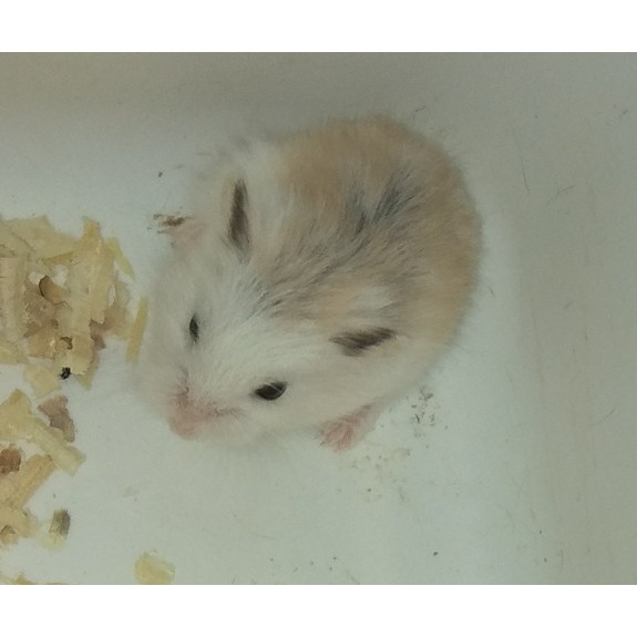 r101tr Hamster Robo / Roborovski White Face Sv201Sd