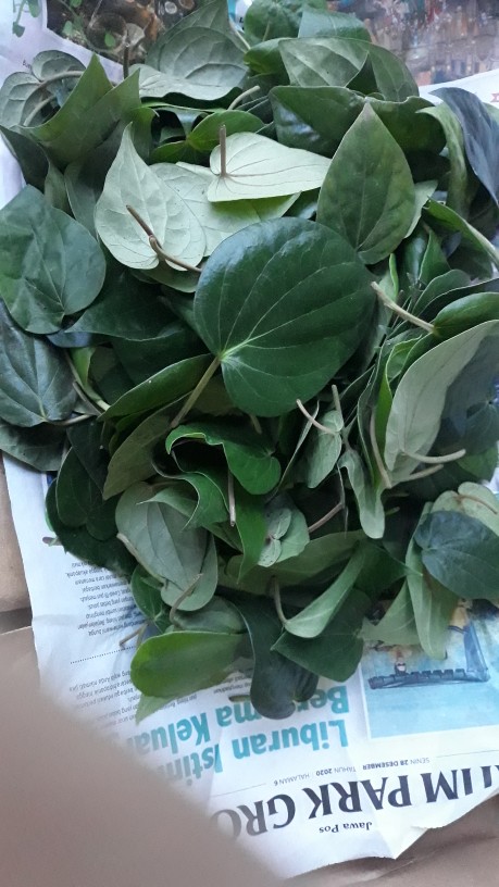 Daun Sirih Hijau Ketemu Ros Segar