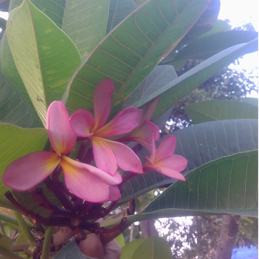 Stek Kamboja Bali Pink / Tanaman Kamboja Cendana murah / bibit Kamboja jepun