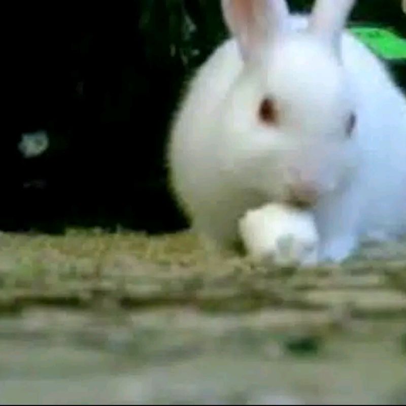 MARSMELLOW HAMSTER SUGAR GLIDER  - CAMILAN MARSMALLOW PAKAN MAKANAN HAMSTER MARSHMELLOW MARSHMALLOW BT