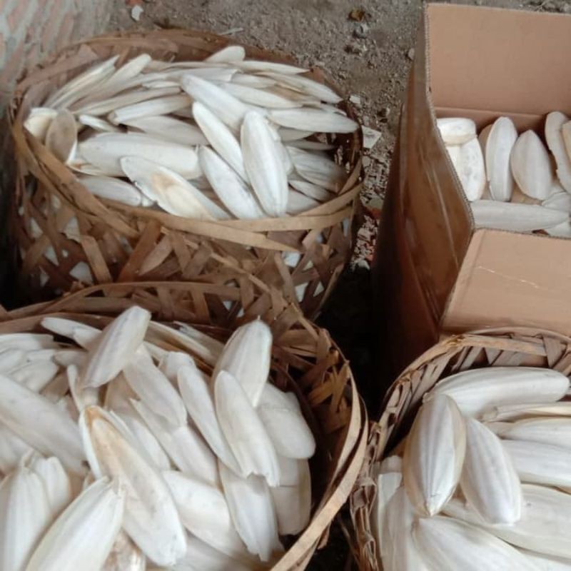 Tulang sotong 15-16cm utk gacorkan burung n kalsium burung