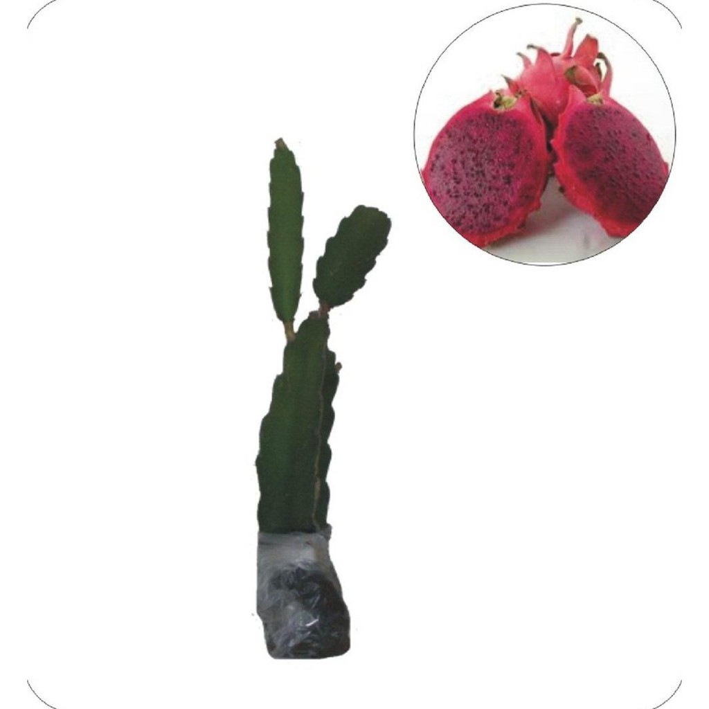 Laris Murah! Buah Naga Hitam #_#