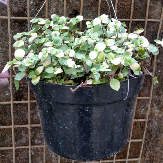 Tanaman Hias Gantung Bunga Kribo Variegata Shopee Tanaman Hias Gantung Bunga Kribo Variegata Shopee