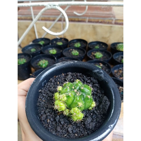 gymno / damsi / kaktus damsi / kaktus damsi beranak / kaktus cluster/ sukulen cluster