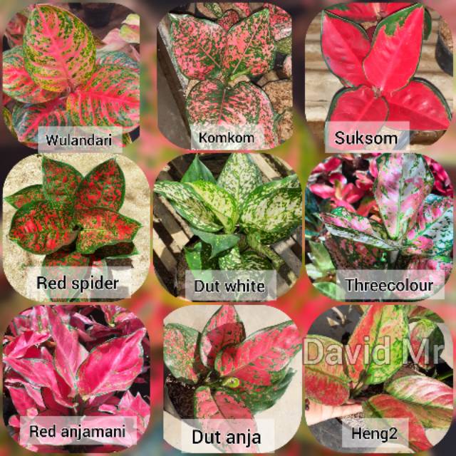 Aglaonema murah aglonema grosir