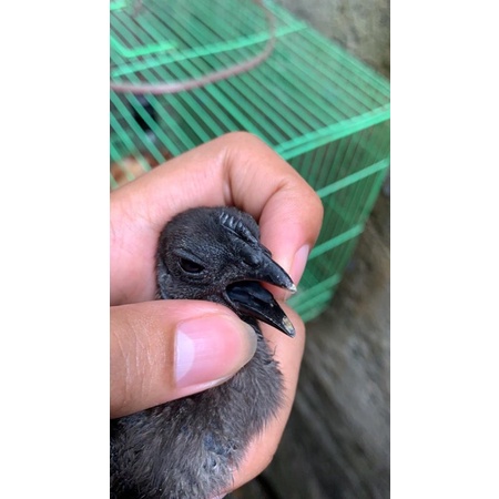 Anakan ayam cemani ori LH