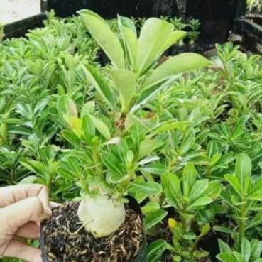 5 PAKET TANAMAN HIAS ADENIUM TUMPUK KAMBOJA