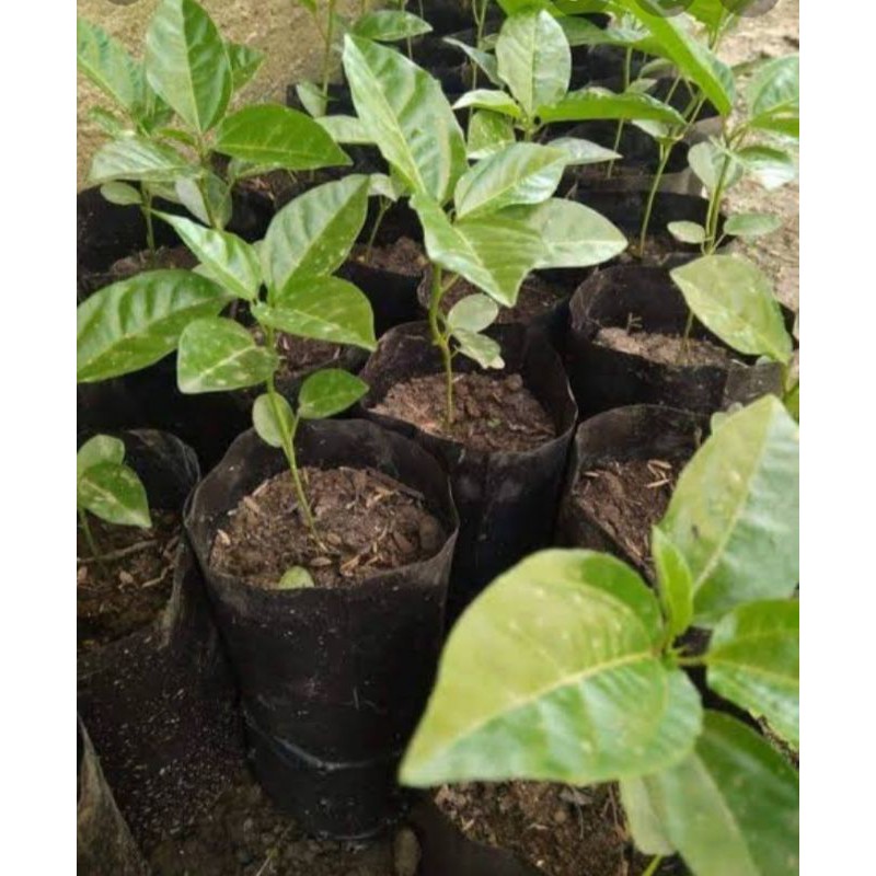 bibit markisa (pohon markisa kuning)