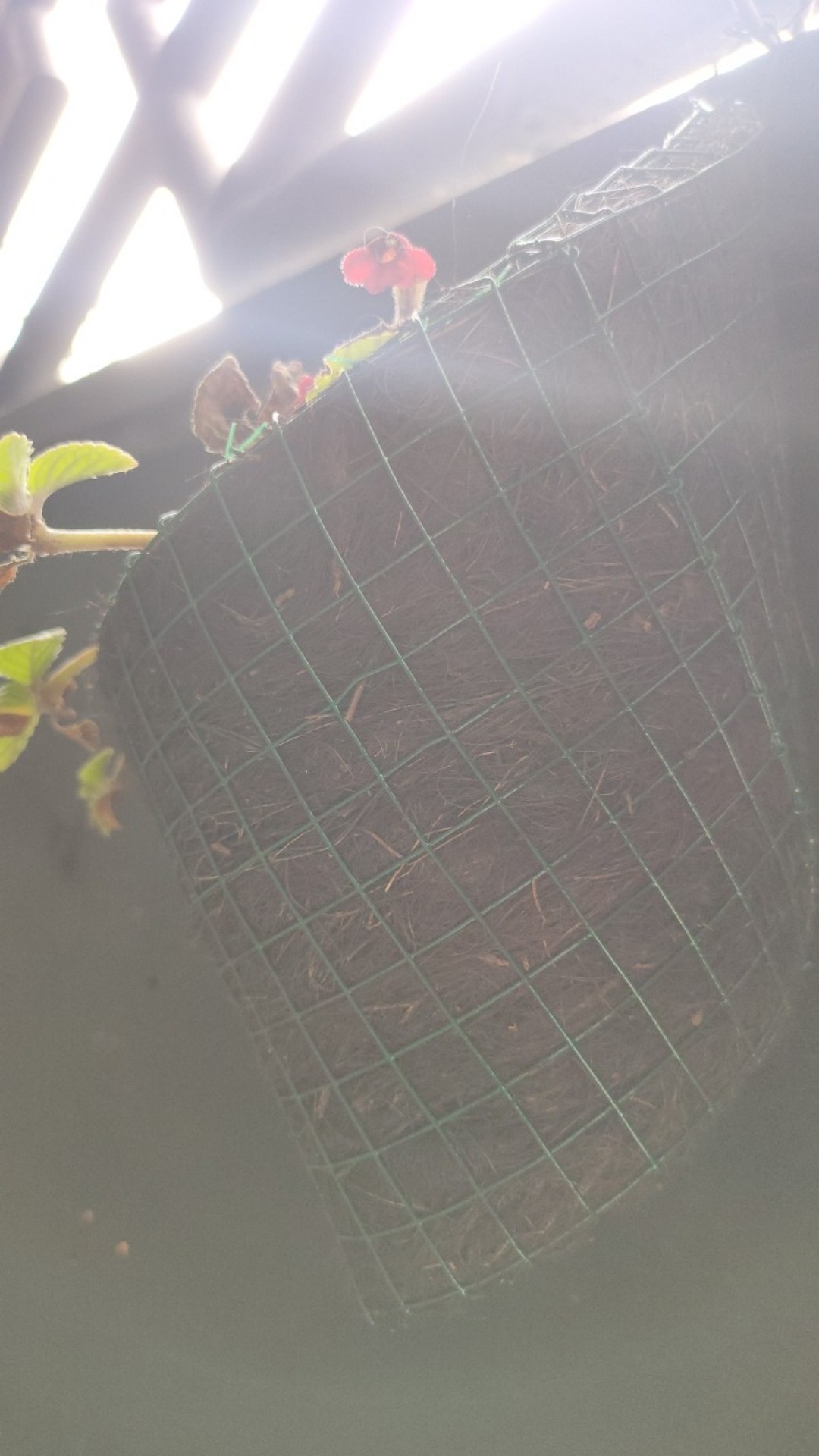 Media Pot Tempel Full Ijuk Hitam Media