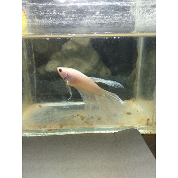 

halfmoon putih