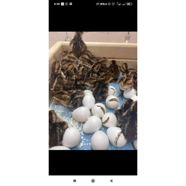 TELUR TETAS PUYUH HIAS BOBWHITE CLASSIC AMERIKA