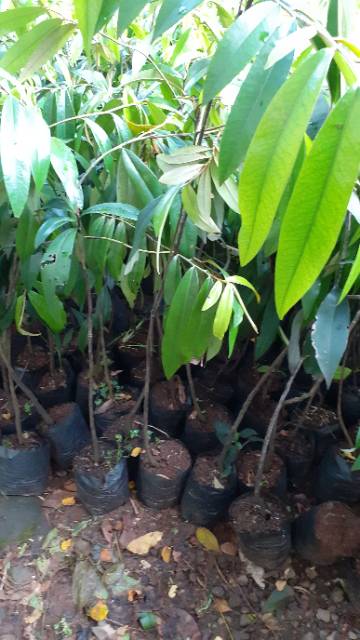 BIBIT POHON KAYU EBONY KAYU HITAM SULAWESI TANAMAN KAYU EBONI SULAWESI