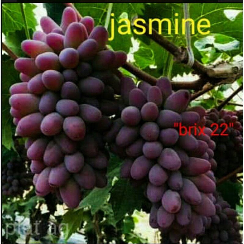 Bibit Anggur Import Jasmin Garansi Valid