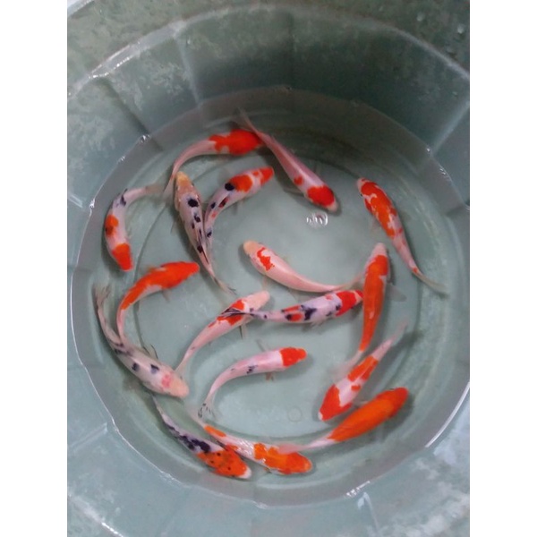 bibit ikan koi blitar blasteran size 11-12cm