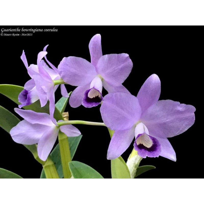 Guarianthe Bowringiana var Coerulea
