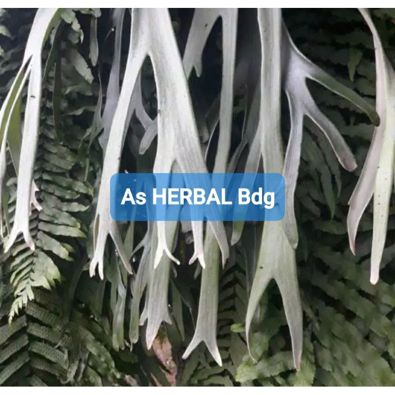 

Daun Tanduk Rusa Segar 300 gram-az