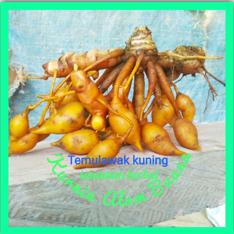 

temulawak kuning segar 1kg