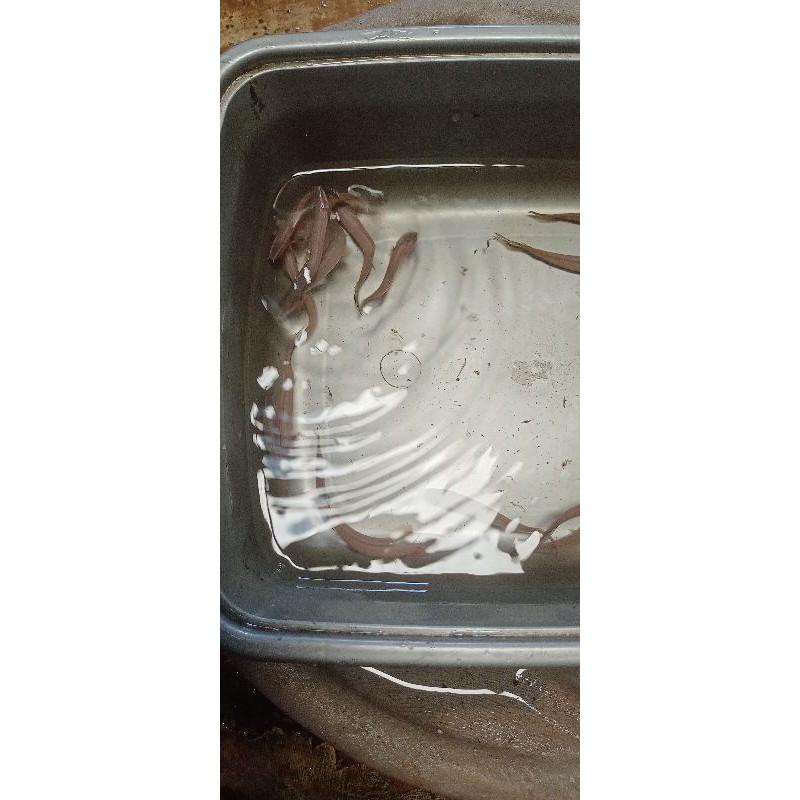 ikan hias palmas endlicheri