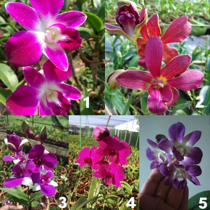 Serbu  Anggrek Dendrobium Dewasa -  Anggrek Dendrobium Dewasa - promo new
