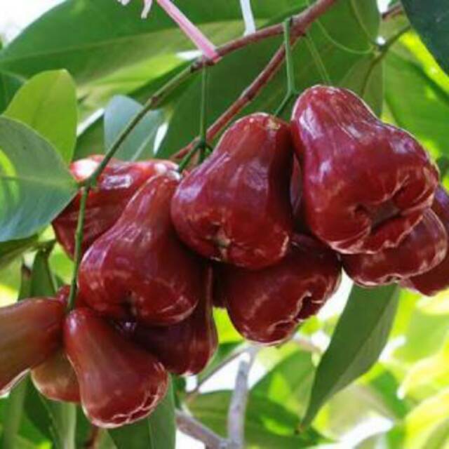 JAMBU AIR CITRA JUMBO
