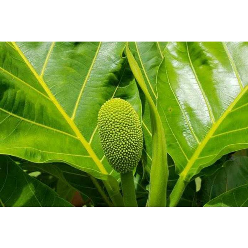 

Daun Kluwih Segar 1 Kg / Daun Kluweh