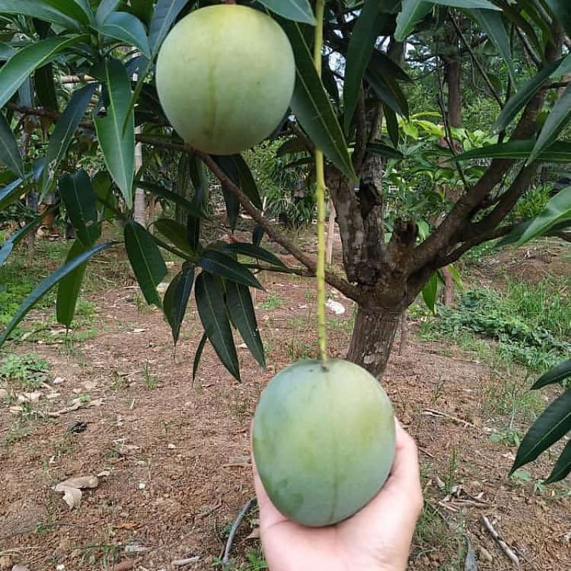 Bibit mangga kelapa super Manis