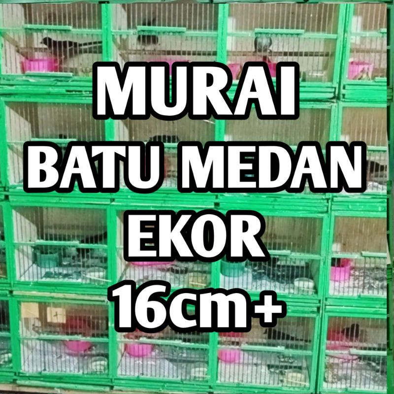 Murai Batu Medan Jantan Muda Hutan 100% non gembung Bodi Big