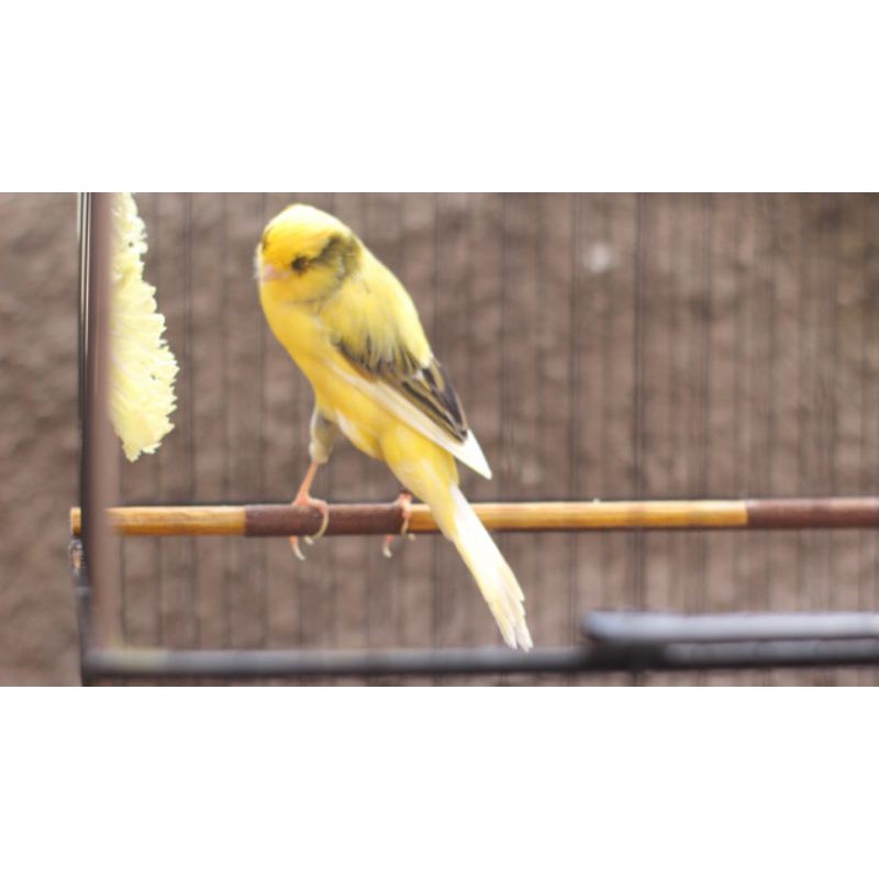 YORKSHIRE TKF 19 JANTAN