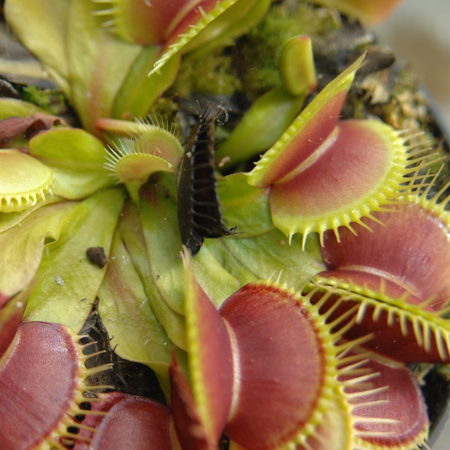 PROMO Tanaman Hias Venus Flytrap B52