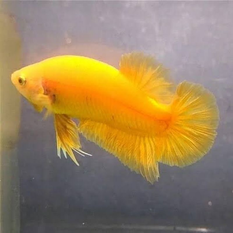 Cupang Plakat Yellow Banana