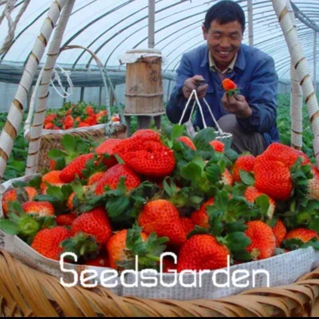 Biji Benih Buah Strawberry Giant F1 Original