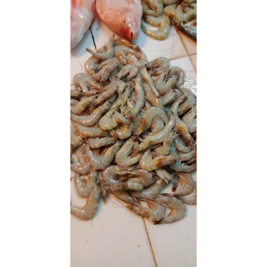 

Udang Vaname / Udang Panami Kecil