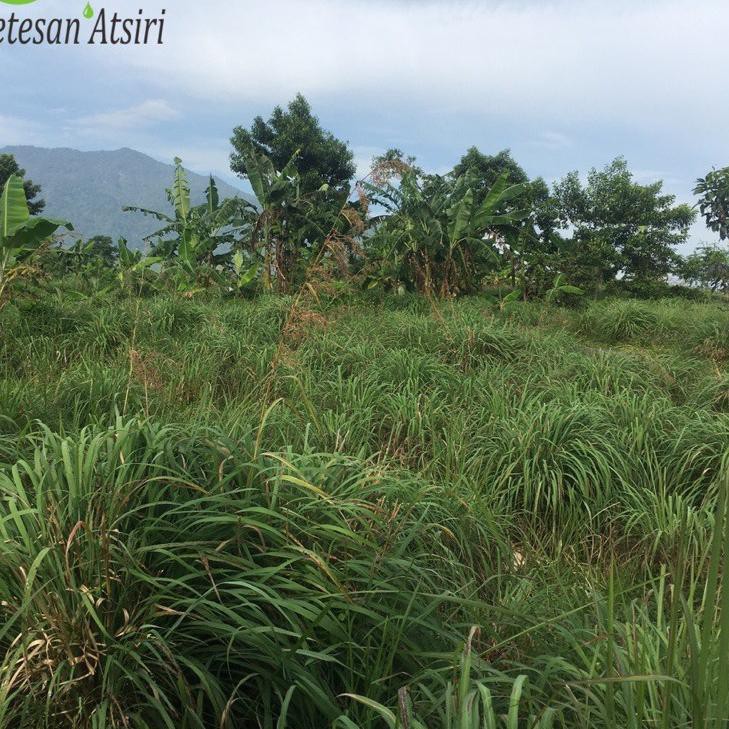 1 liter minyak atsiri sereh wangi murni minyak sereh wangi murni citronella oil tanpa campuran FBK