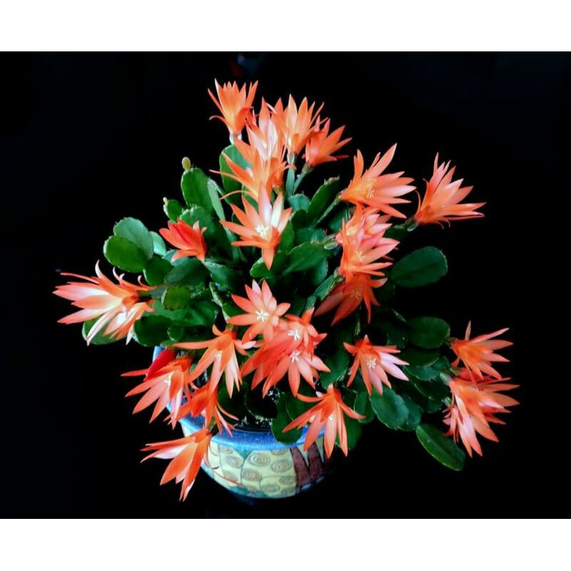 

wijaya kepiting bunga warna oranye