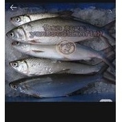 

ikan bandeng fresh